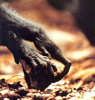 Chimpanzee hands use stone tool