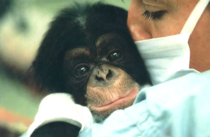 Nancy and baby chimpanzee