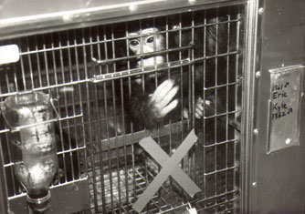 Chimp in a cage