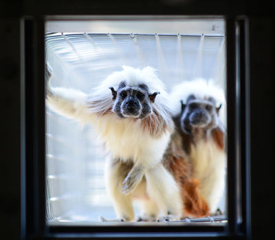 Tamarins at Jungle Friends Primate Sanctuary