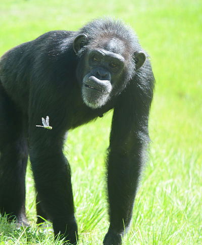 Chimpanzee at Save the Chimps sanctuary