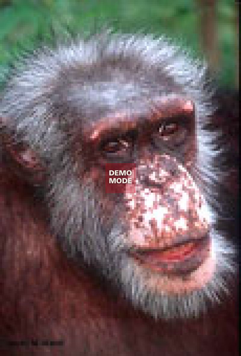 155_Tom-Chimpanzee.jpg