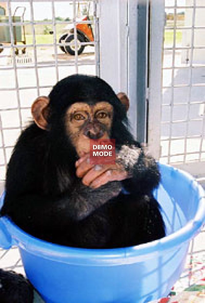 226_phoenix-chimpanzee_tub.jpg