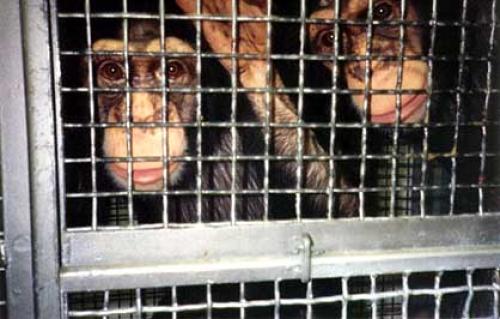 Recent Contemporary Use 