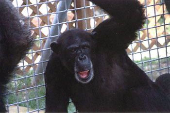 207_amy-chimpanzee-savethechimps-after.jpg