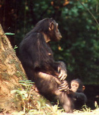 Chimpanzee mother and child