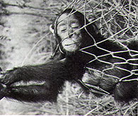 Chimpanzee captured in net