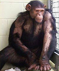 Garfield Chimpanzee Before